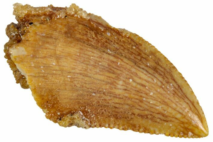 Serrated, Raptor Tooth - Real Dinosaur Tooth #228742
